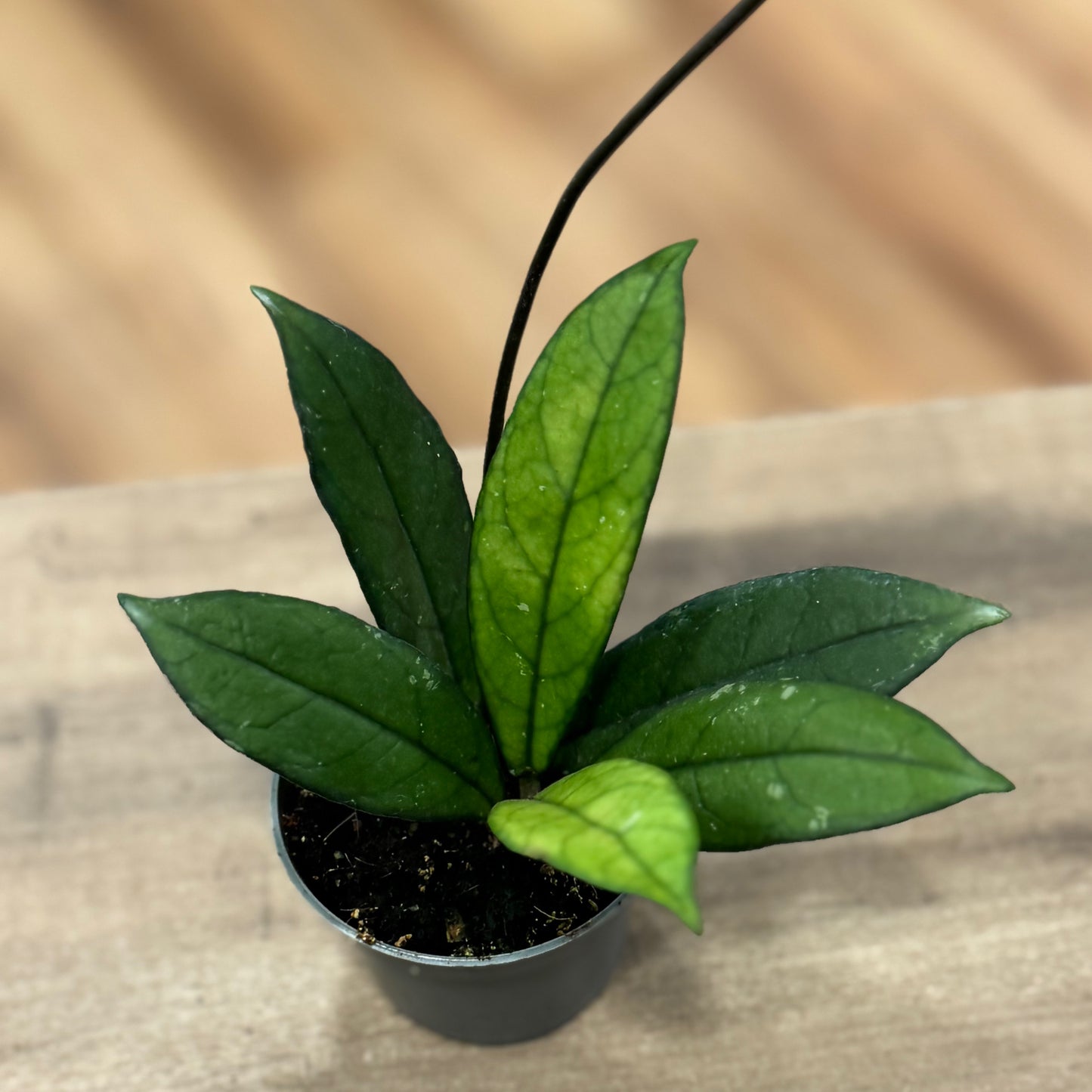 Hoya callistophylla (Babypflanze)