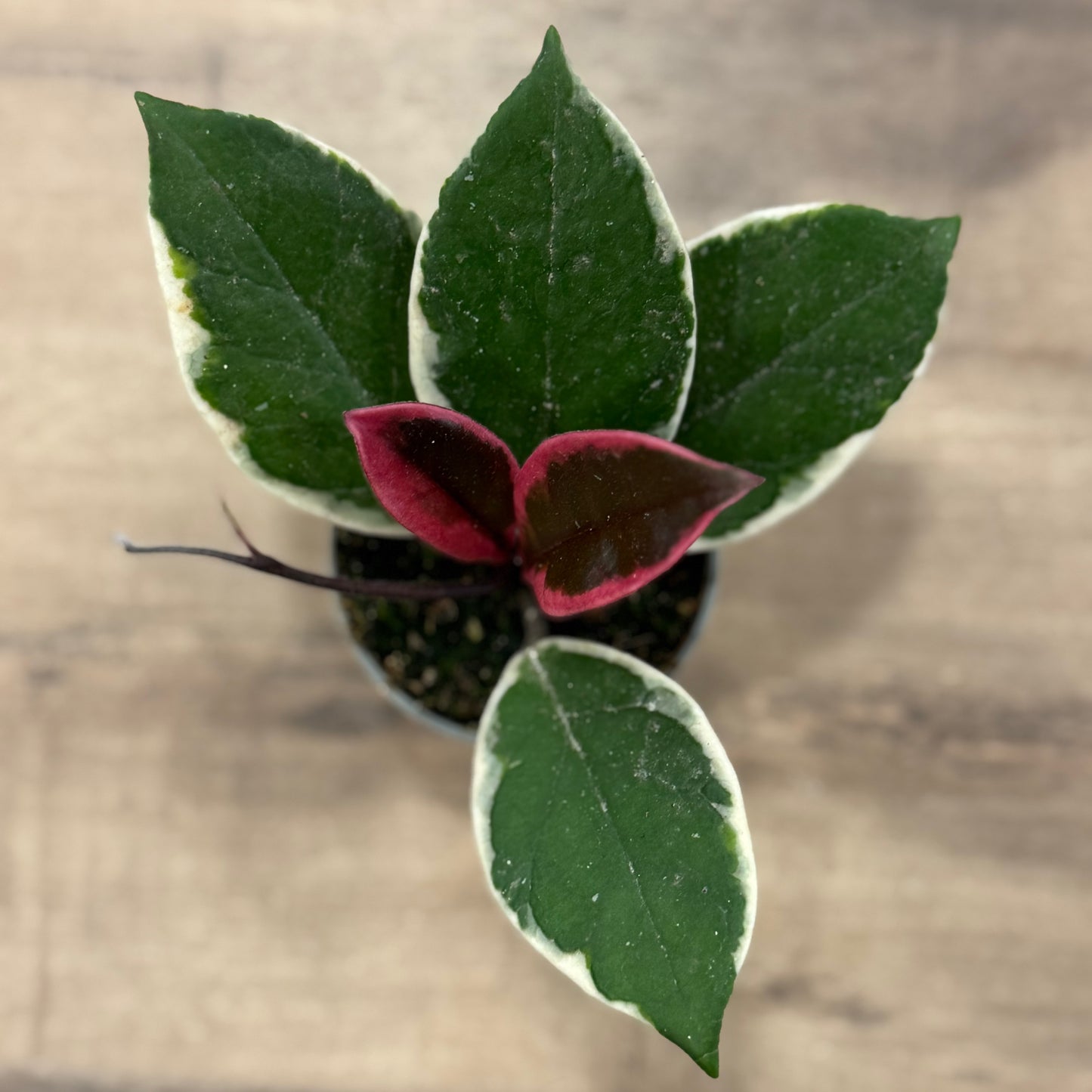 Hoya carnosa 'Tricolor Flamingo Dream' (Babypflanze)