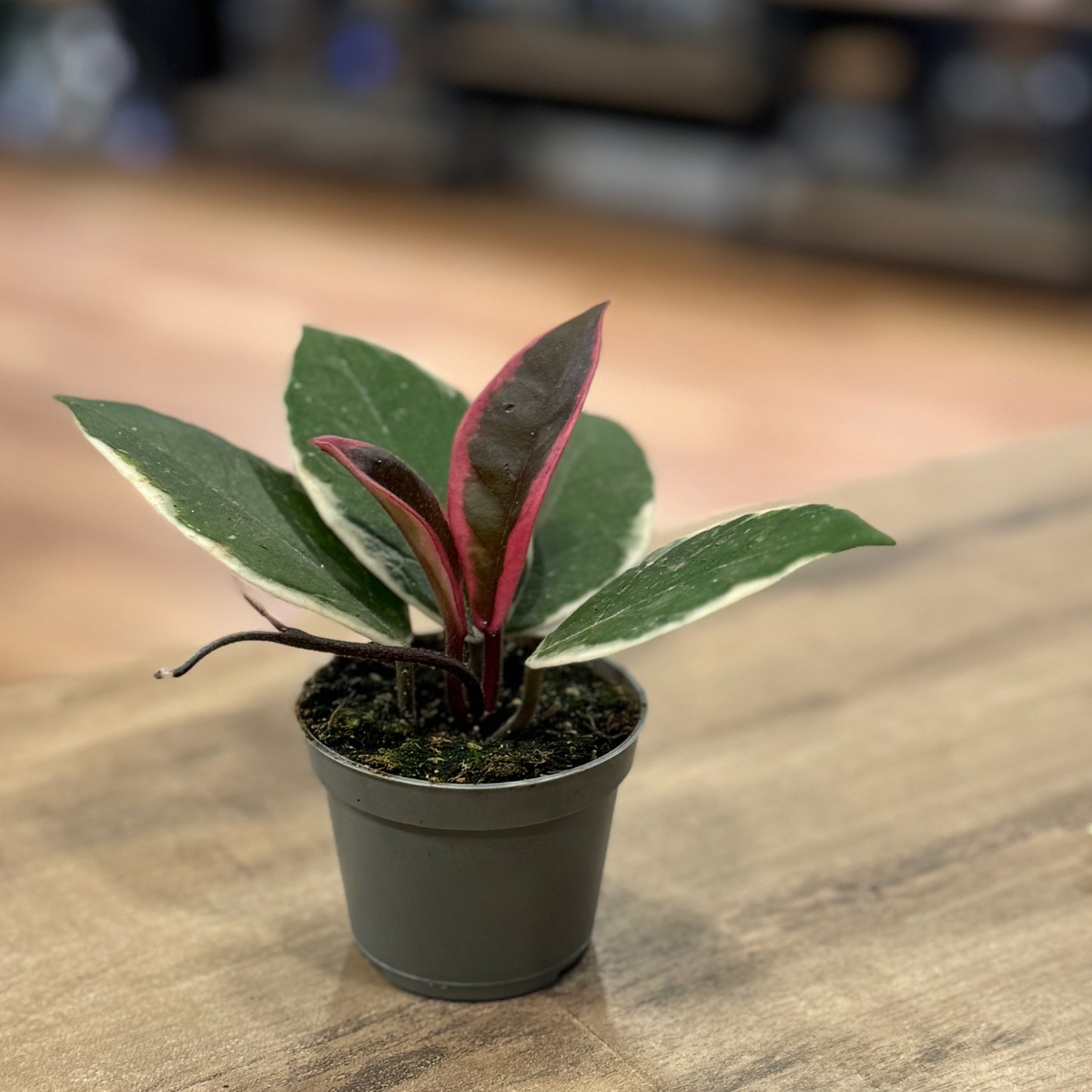 Hoya carnosa 'Tricolor Flamingo Dream'