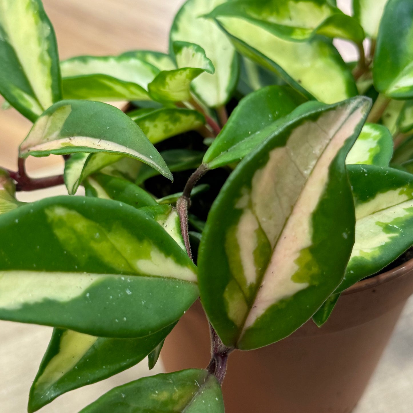 Hoya carnosa ‚Tricolor‘ Wachsblume