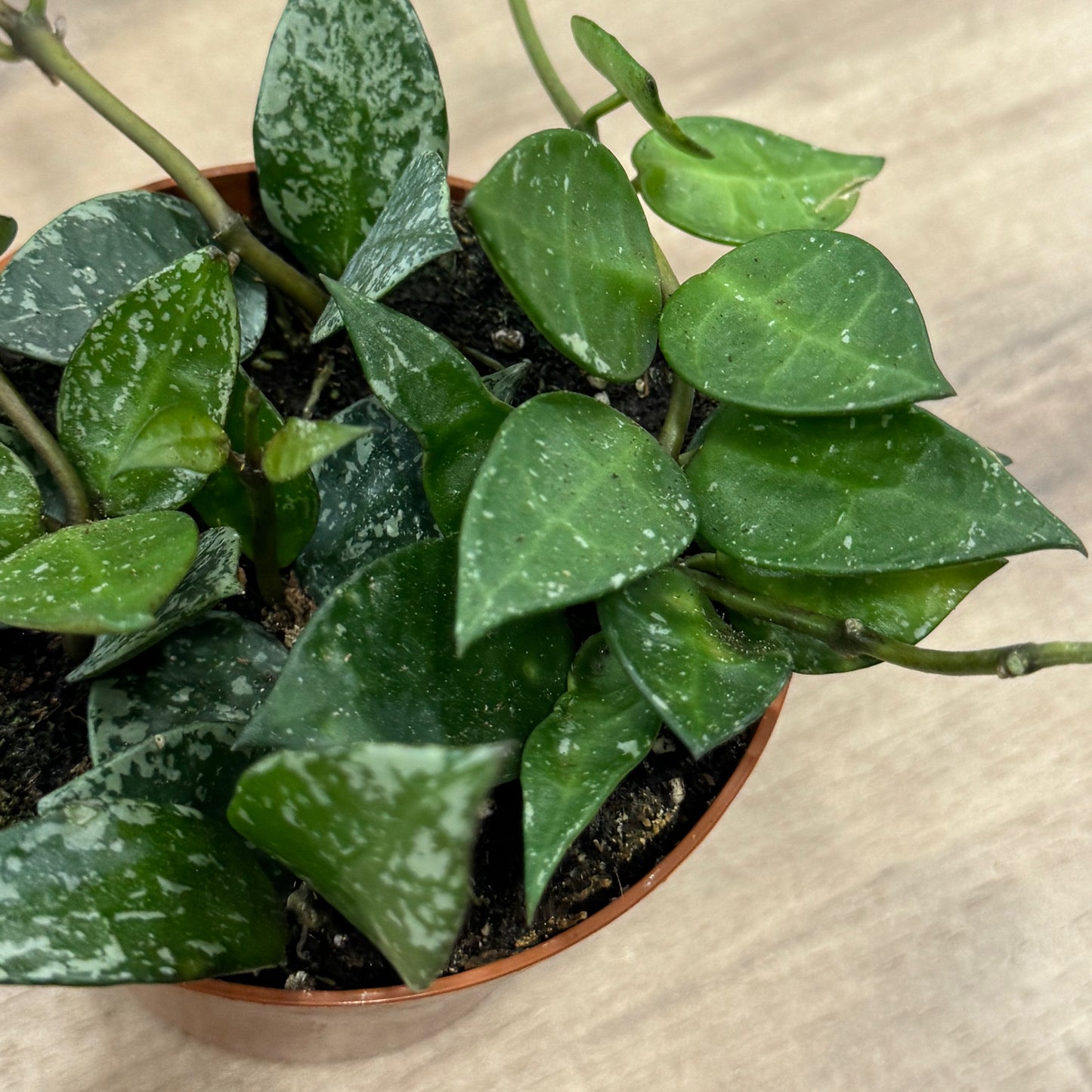 Hoya krohniana 'Splash'