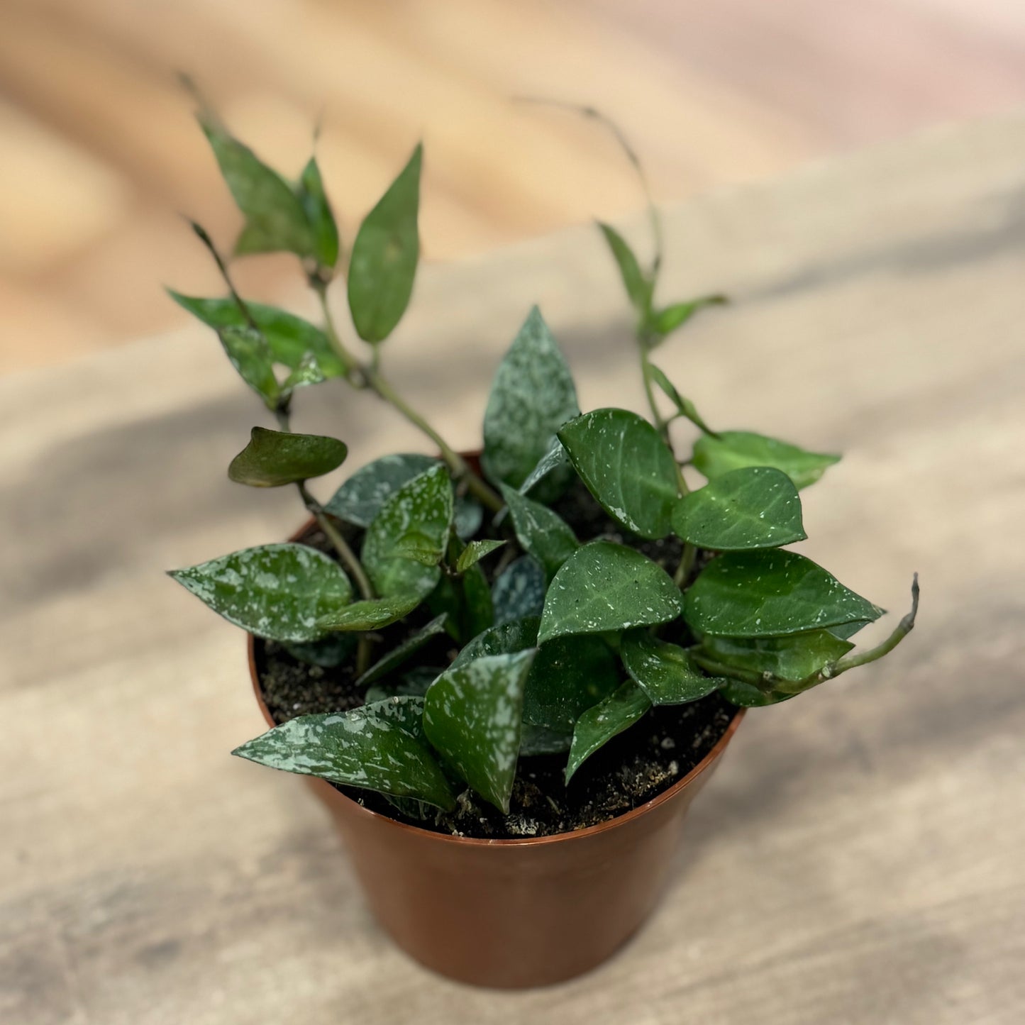 Hoya krohniana 'Splash'