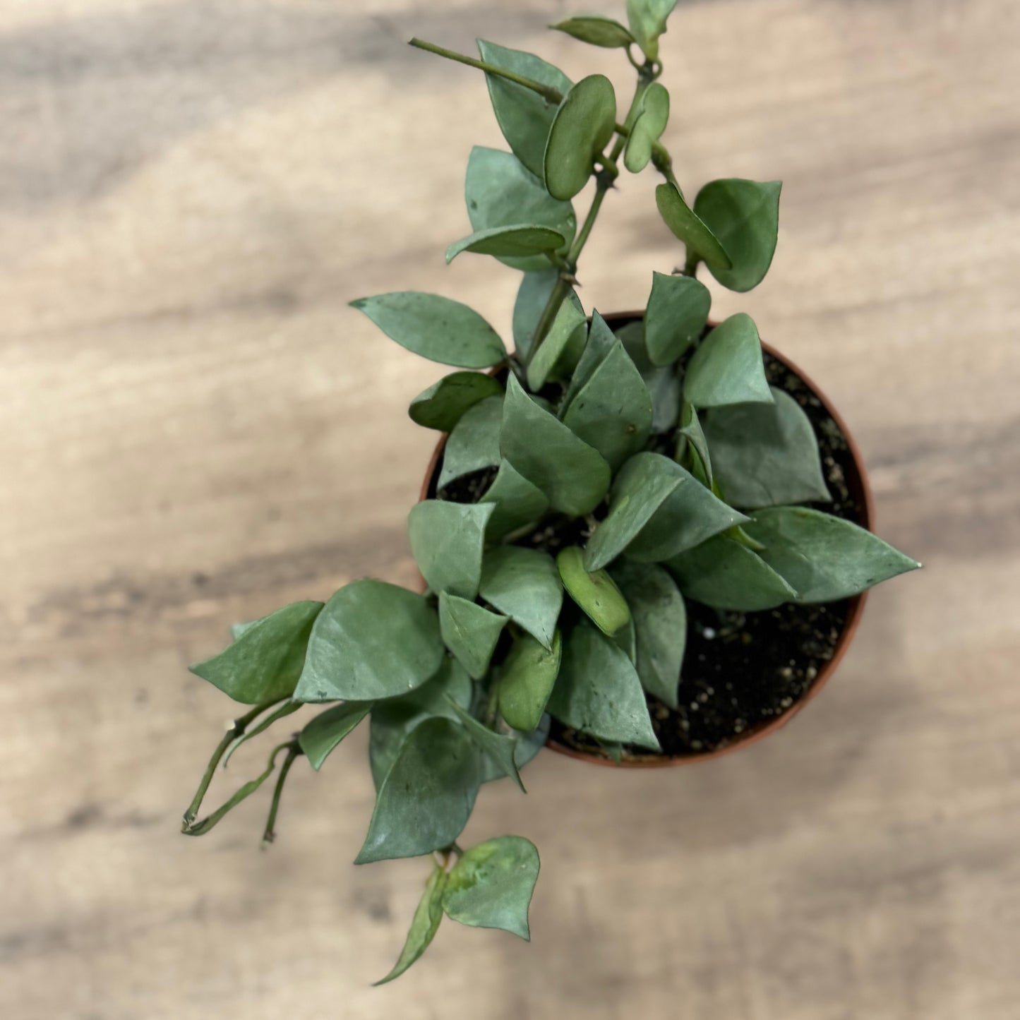 Hoya krohniana ‚Super Silver‘, Wachsblume