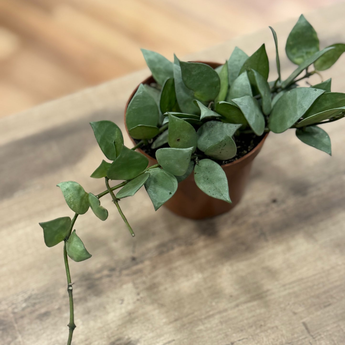 Hoya krohniana ‚Super Silver‘, Wachsblume