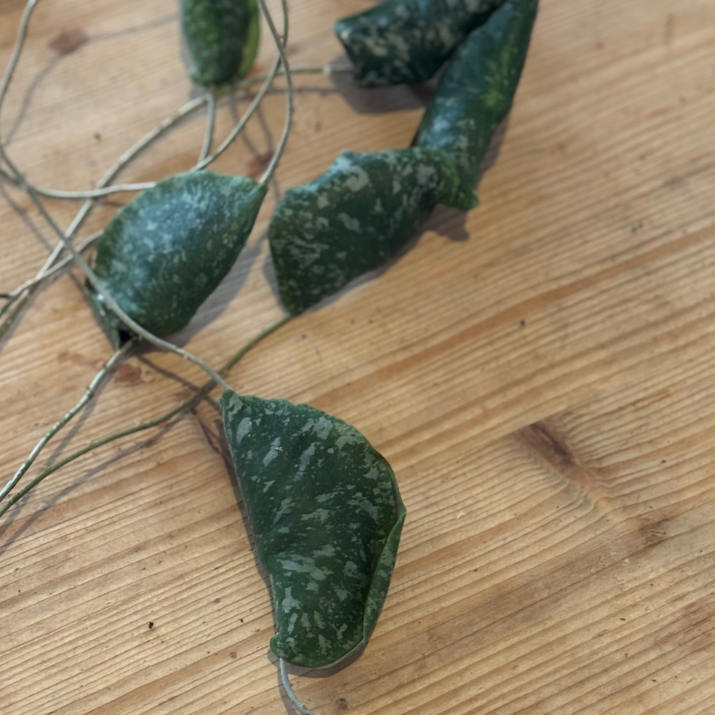 Hoya imbricata | Wachsblume