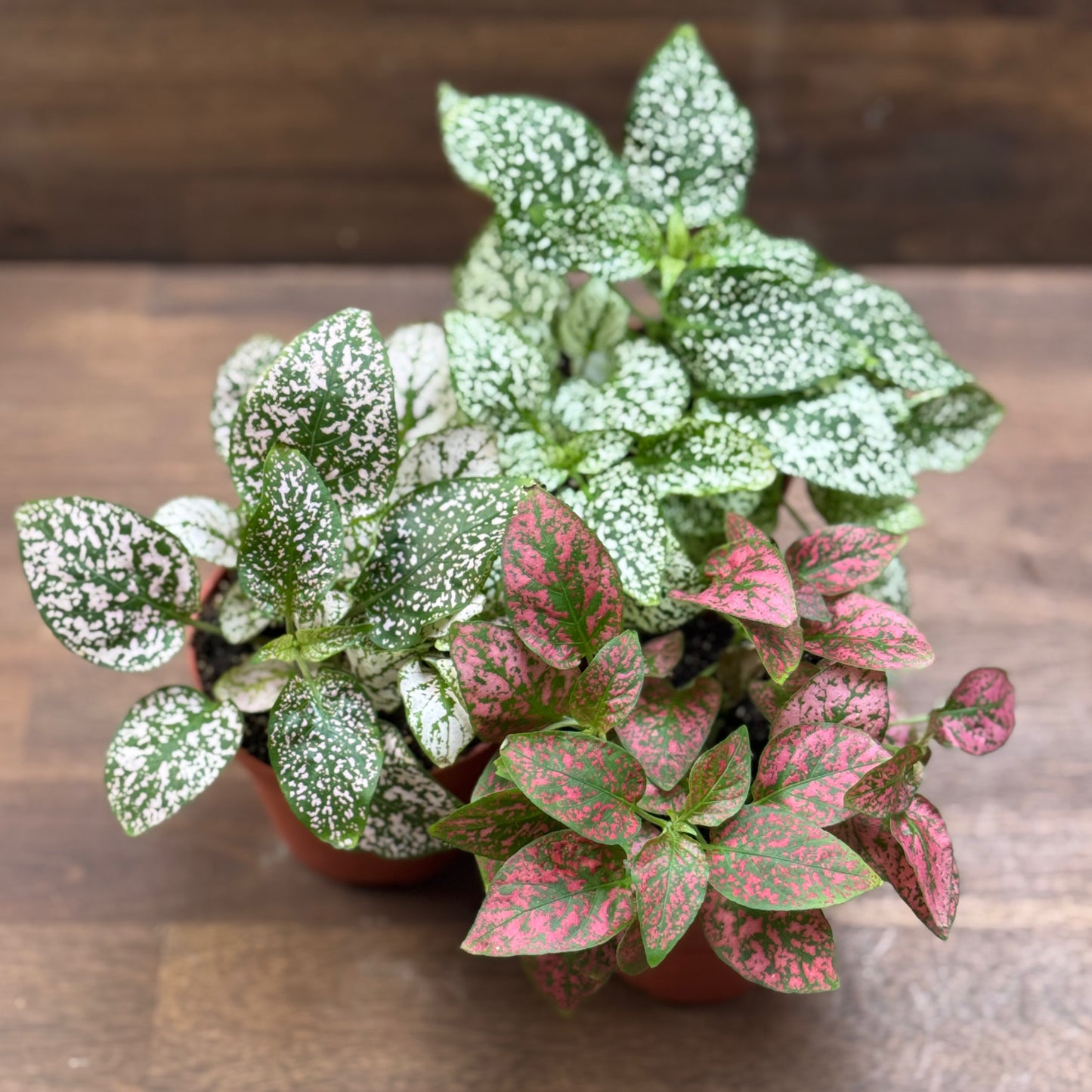Hypoestes phyllostachya | Punktblume
