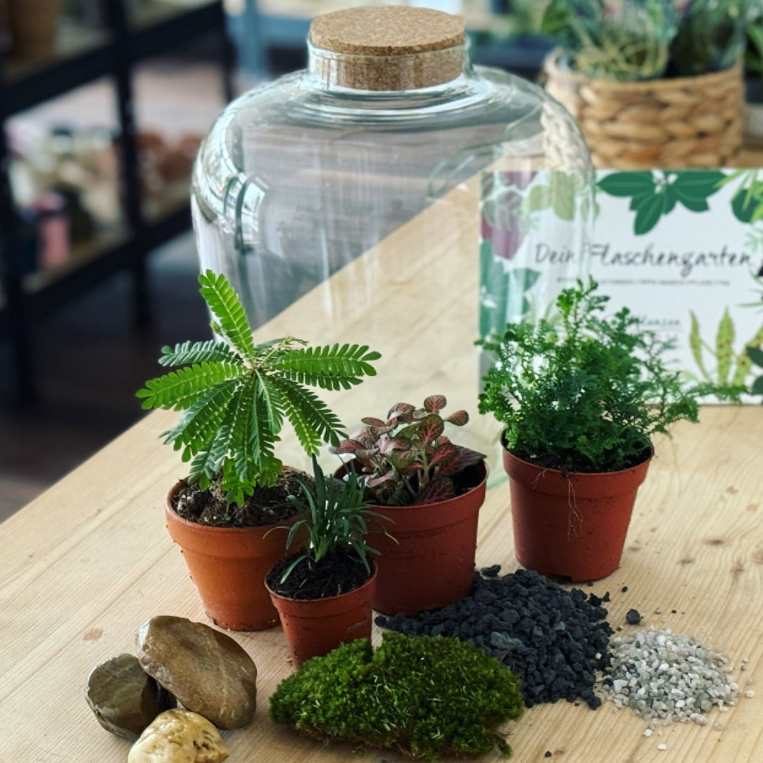Flaschengarten ‚Biophythum‘ - DIY-Set – pflanzen-im-glas.de