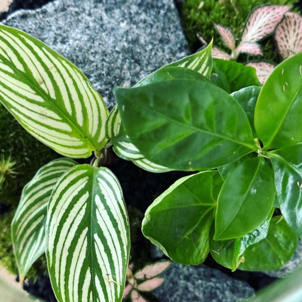 Flaschengarten ‚Goeppertia elliptica‘ - DIY-Set