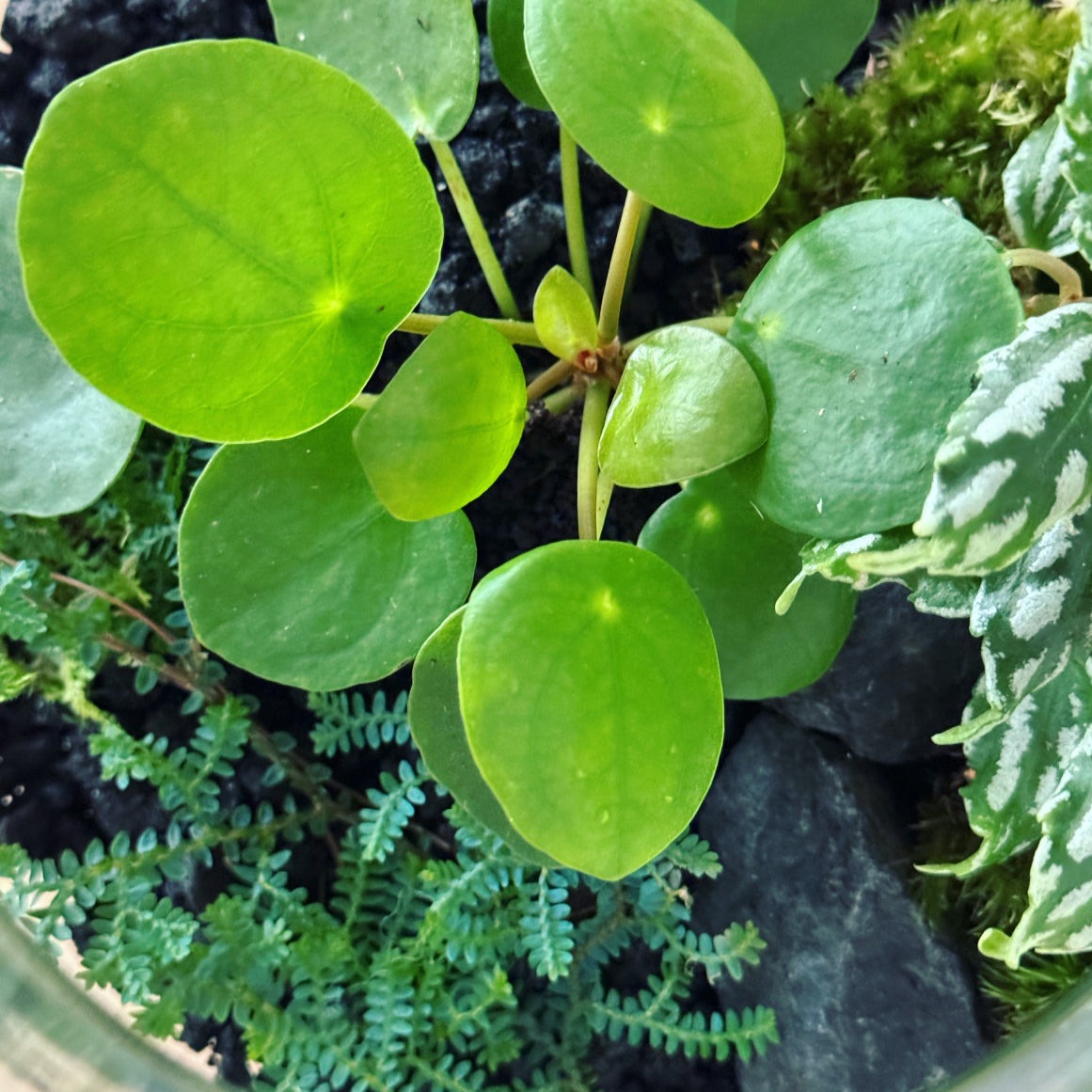 Flaschengarten ‚Plant Bowl - Glückstaler‘ - DIY-Set