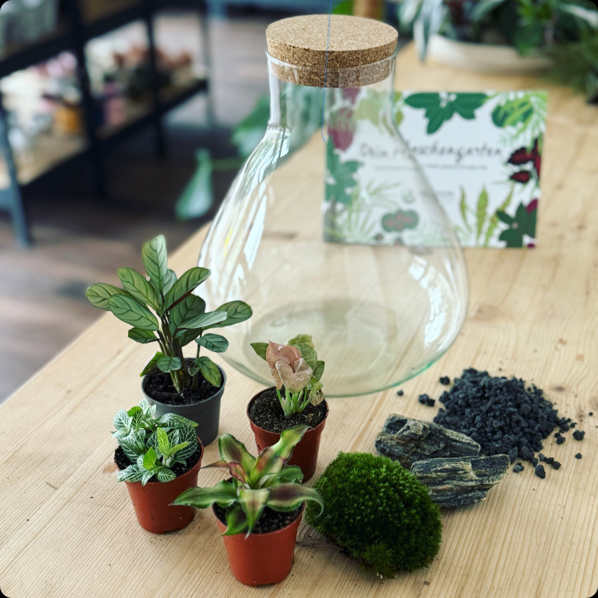 Flaschengarten DIY Set No3 Amagris – pflanzen-im-glas.de