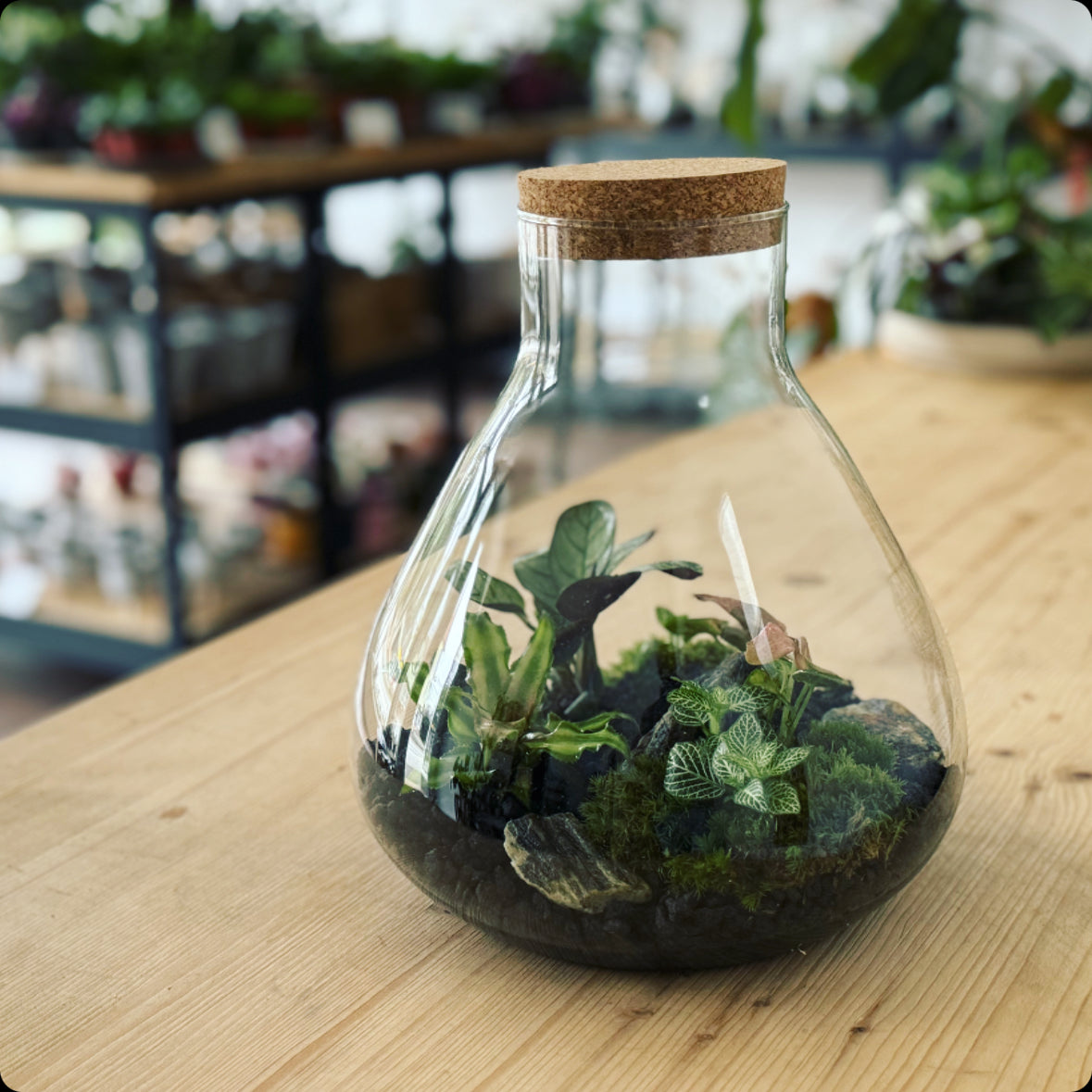 Flaschengarten DIY Set No3 Amagris