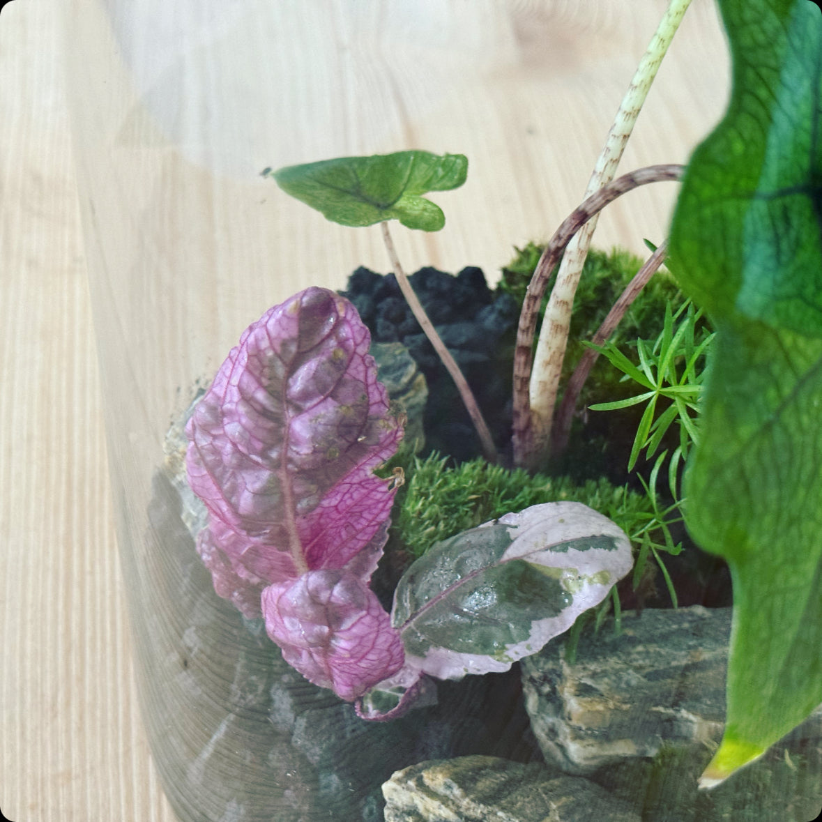 Flaschengarten DIY Set No2 Jacklyn