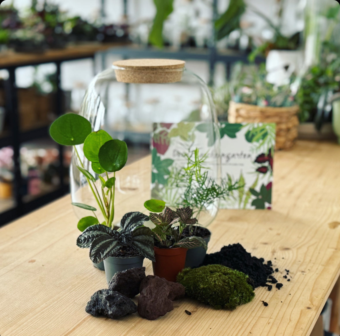 Flaschengarten DIY Set No4 Ufopflanze – pflanzen-im-glas.de