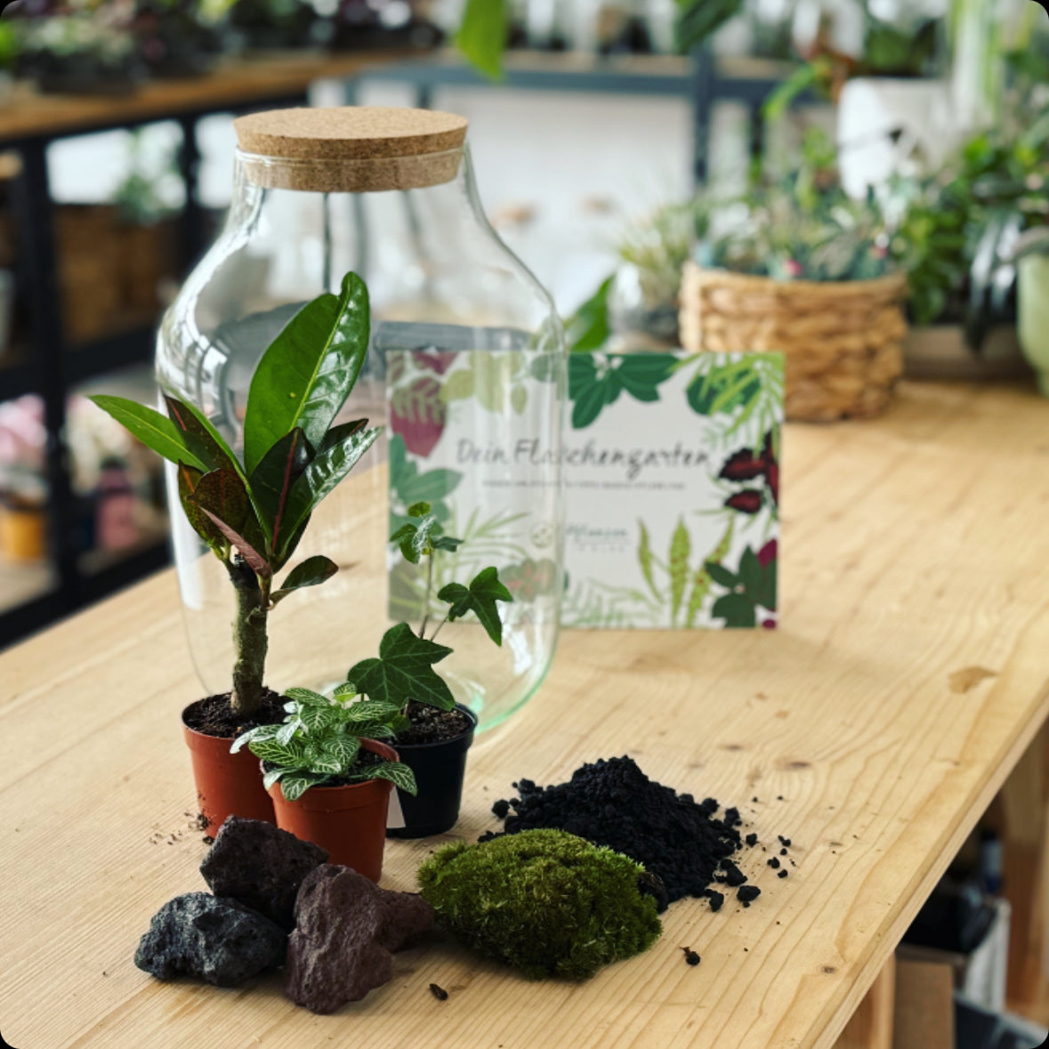Flaschengarten DIY Set No5 Codiaeum – pflanzen-im-glas.de