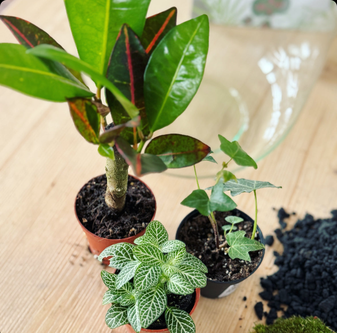 Flaschengarten DIY Set No5 Codiaeum
