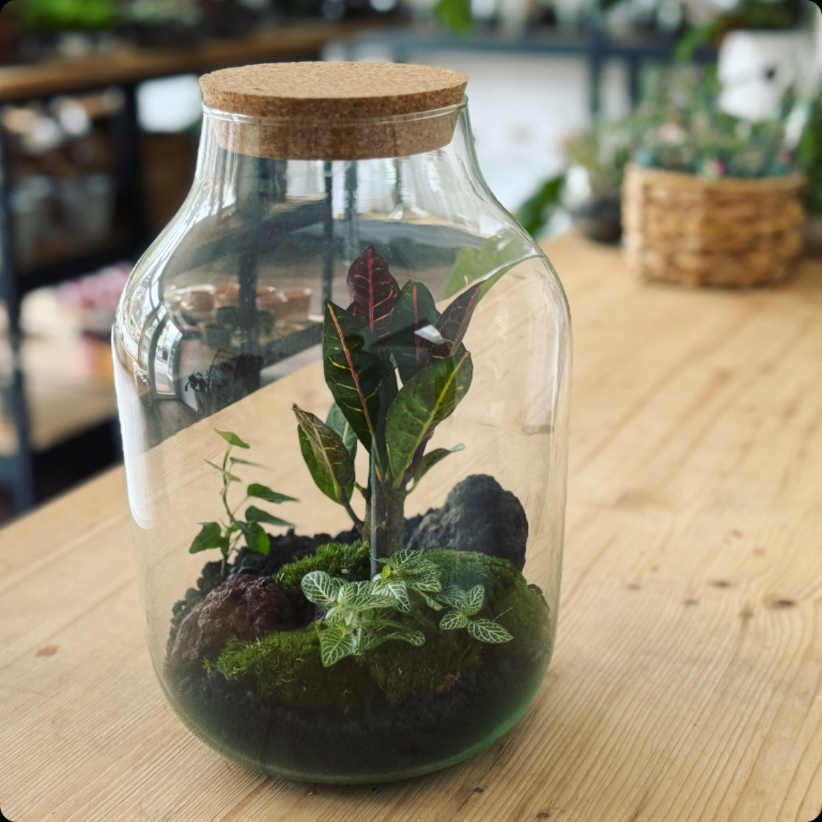 Flaschengarten DIY Set No5 Codiaeum
