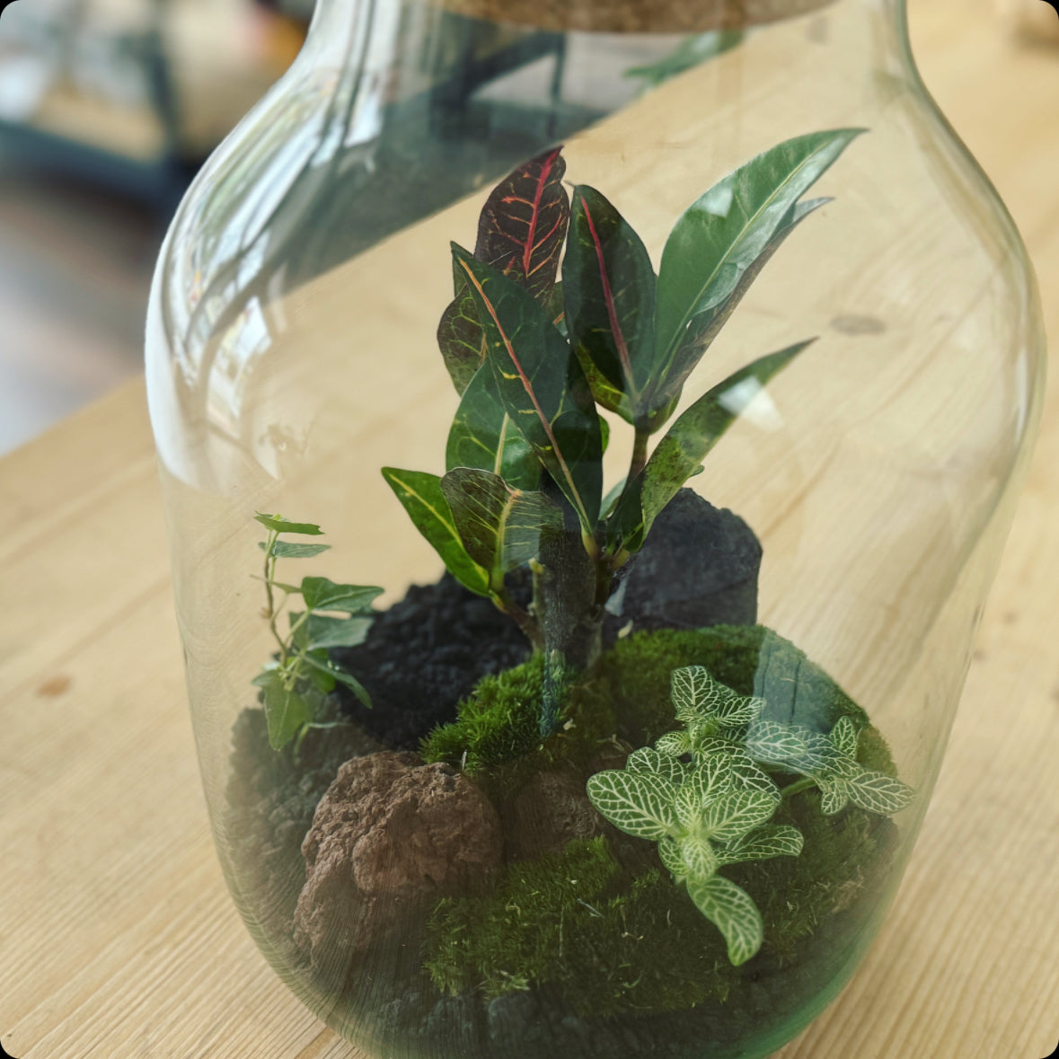 Flaschengarten DIY Set No5 Codiaeum