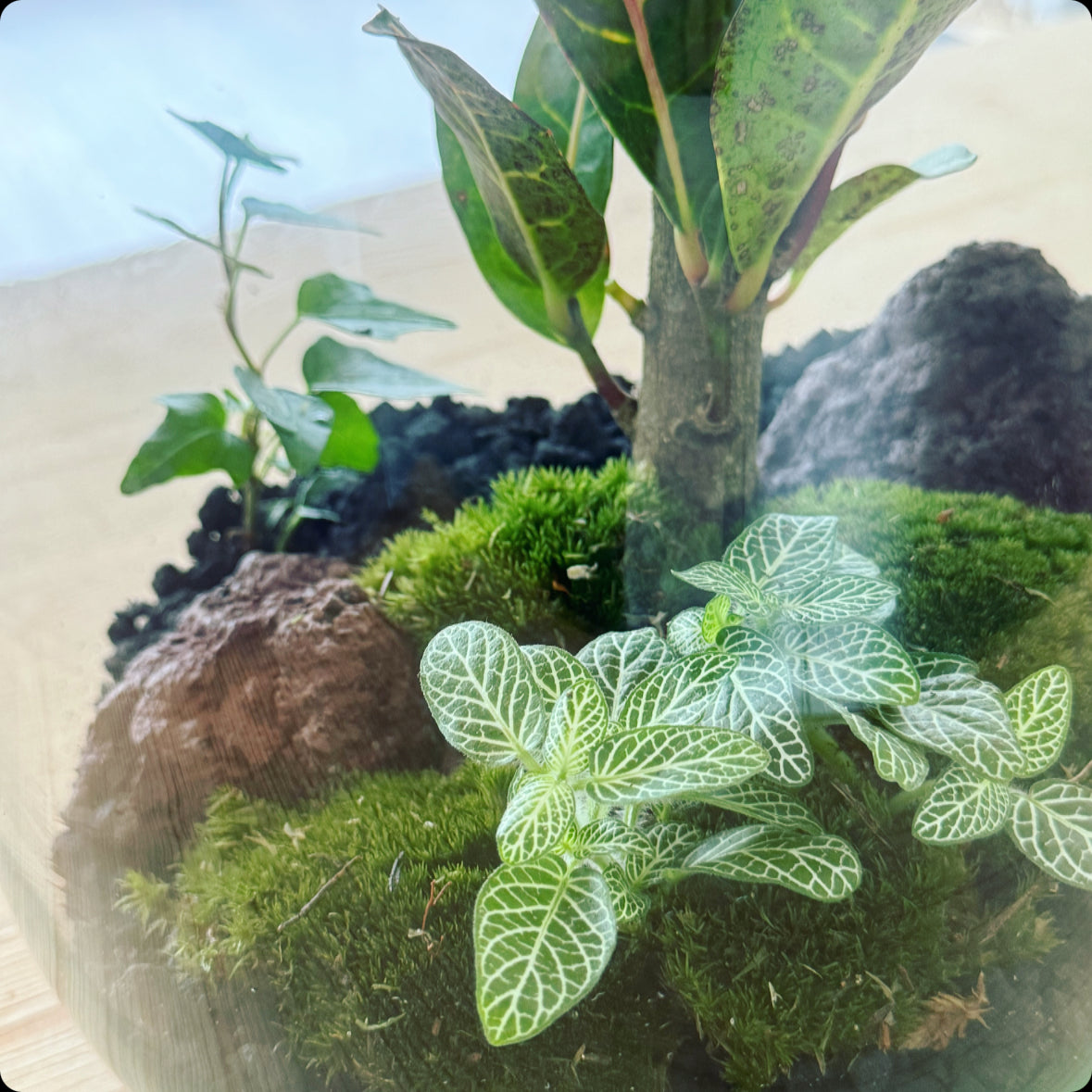 Flaschengarten DIY Set No5 Codiaeum