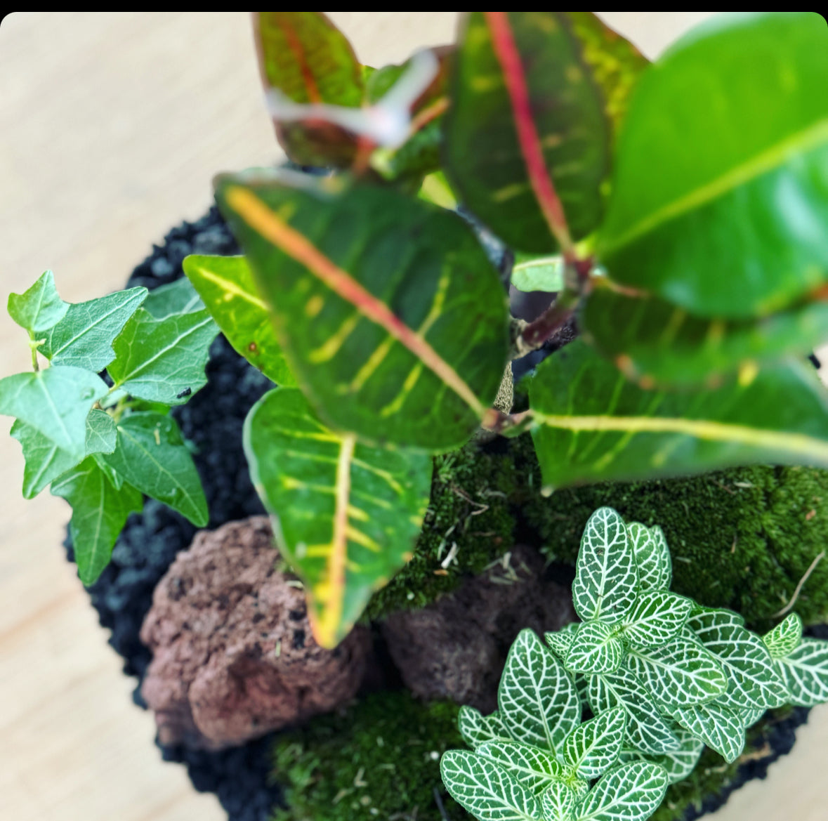 Flaschengarten DIY Set No5 Codiaeum