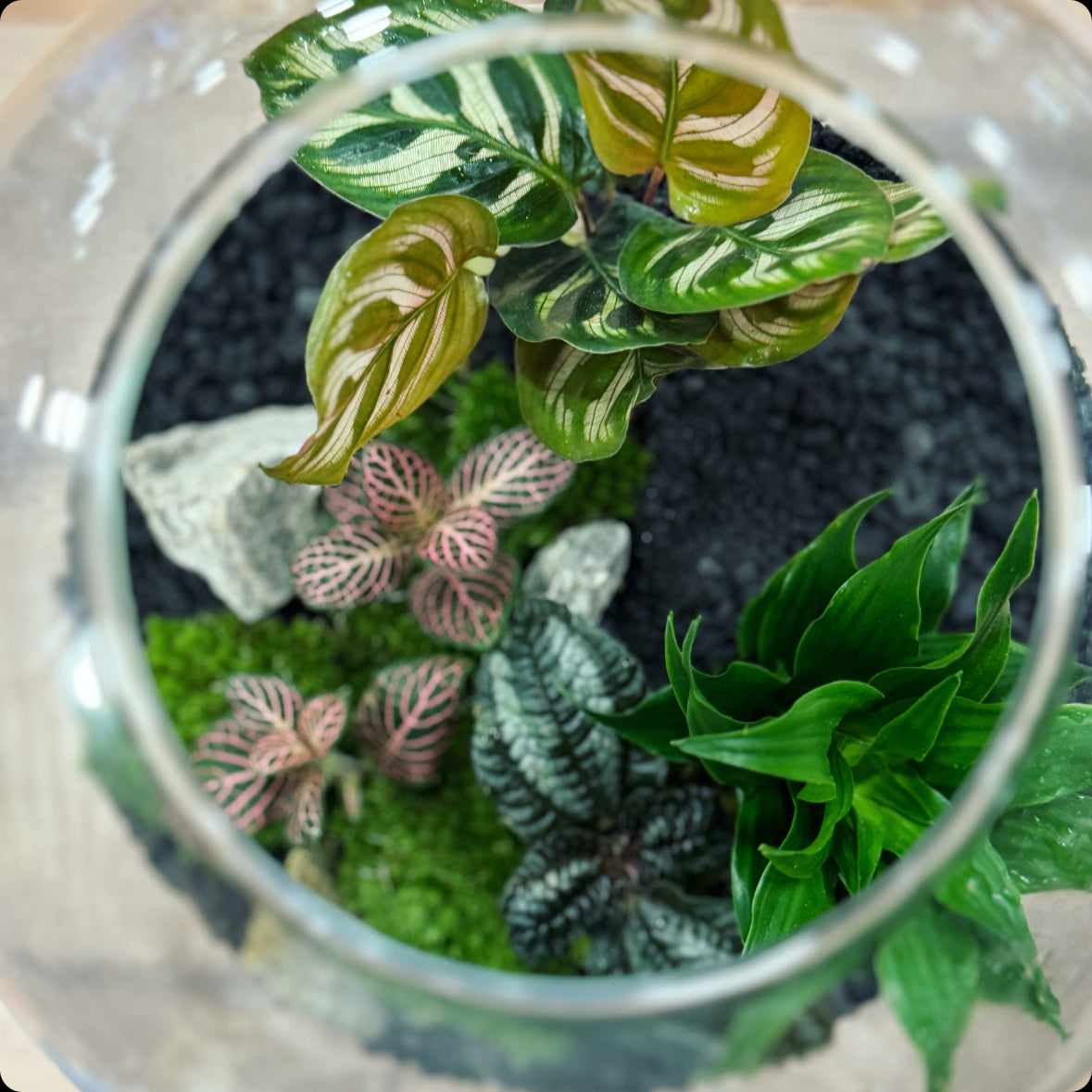 Flaschengarten DIY Set No7 Calathea Makoyana