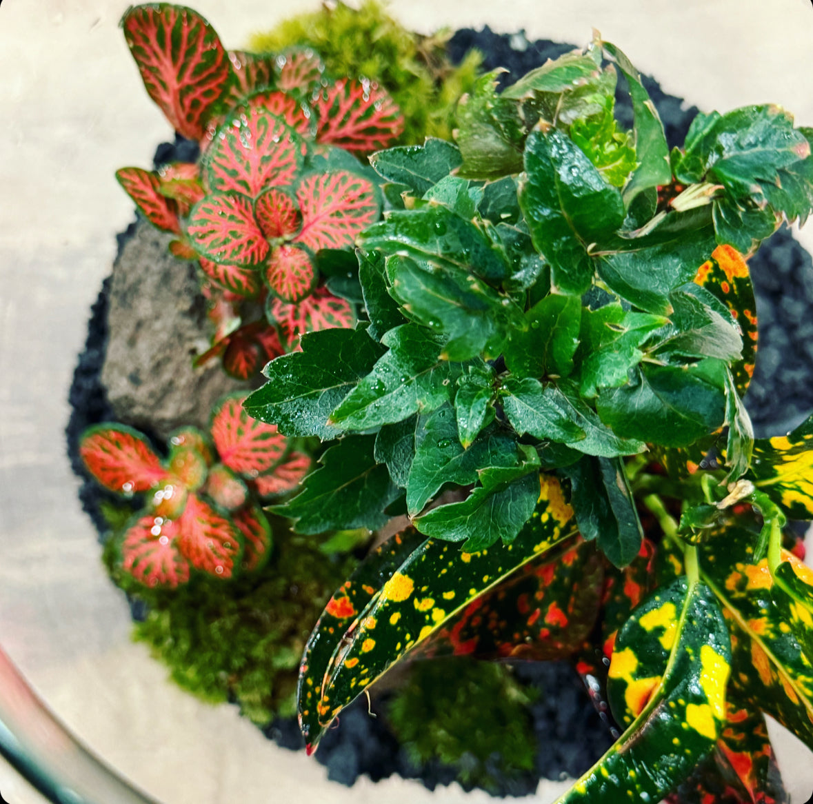 Flaschengarten DIY Set No9 Codiaeum 'Bush on Fire' x Plerandra 'Gemini' x Fittonia 'Forest Flame'