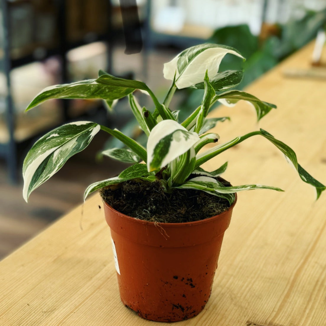 Philodendron 'White Princess' | Baumfreund