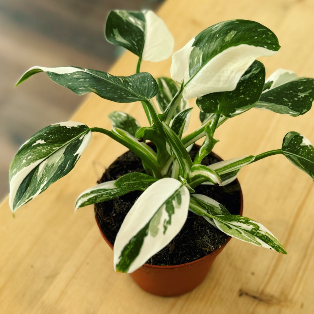 Philodendron 'White Princess' | Baumfreund
