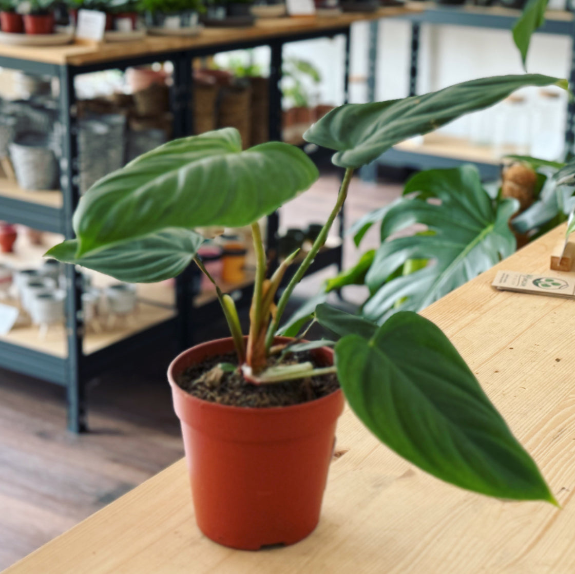 Philodendron nangaritense 'Fuzzy Petiole' | Baumfreund