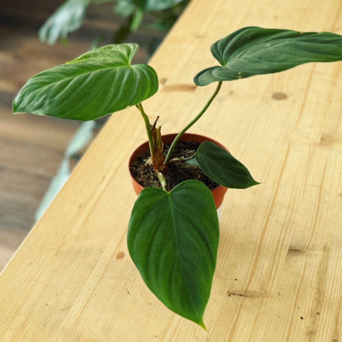 Philodendron nangaritense 'Fuzzy Petiole' | Baumfreund