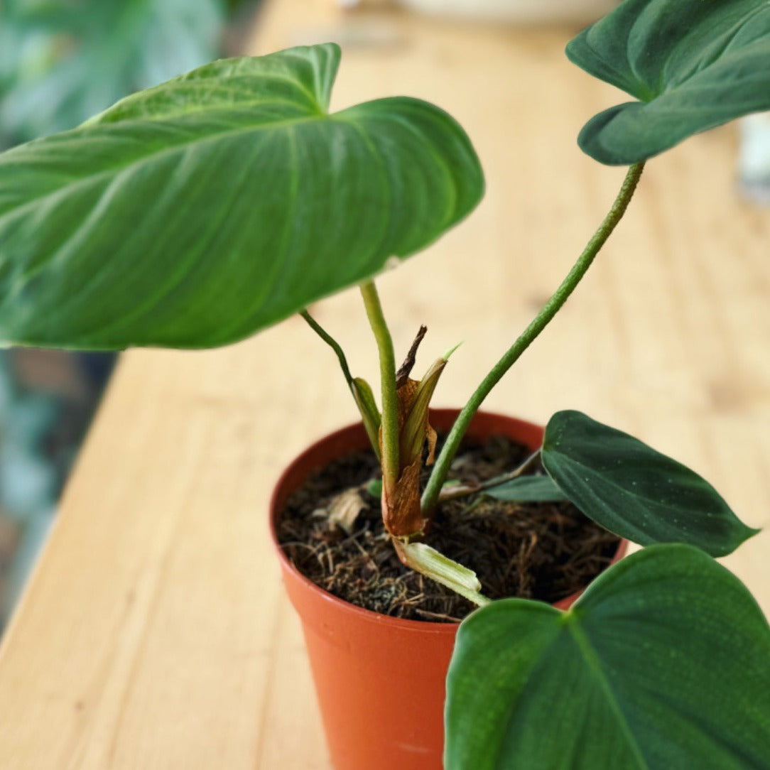 Philodendron nangaritense 'Fuzzy Petiole' | Baumfreund