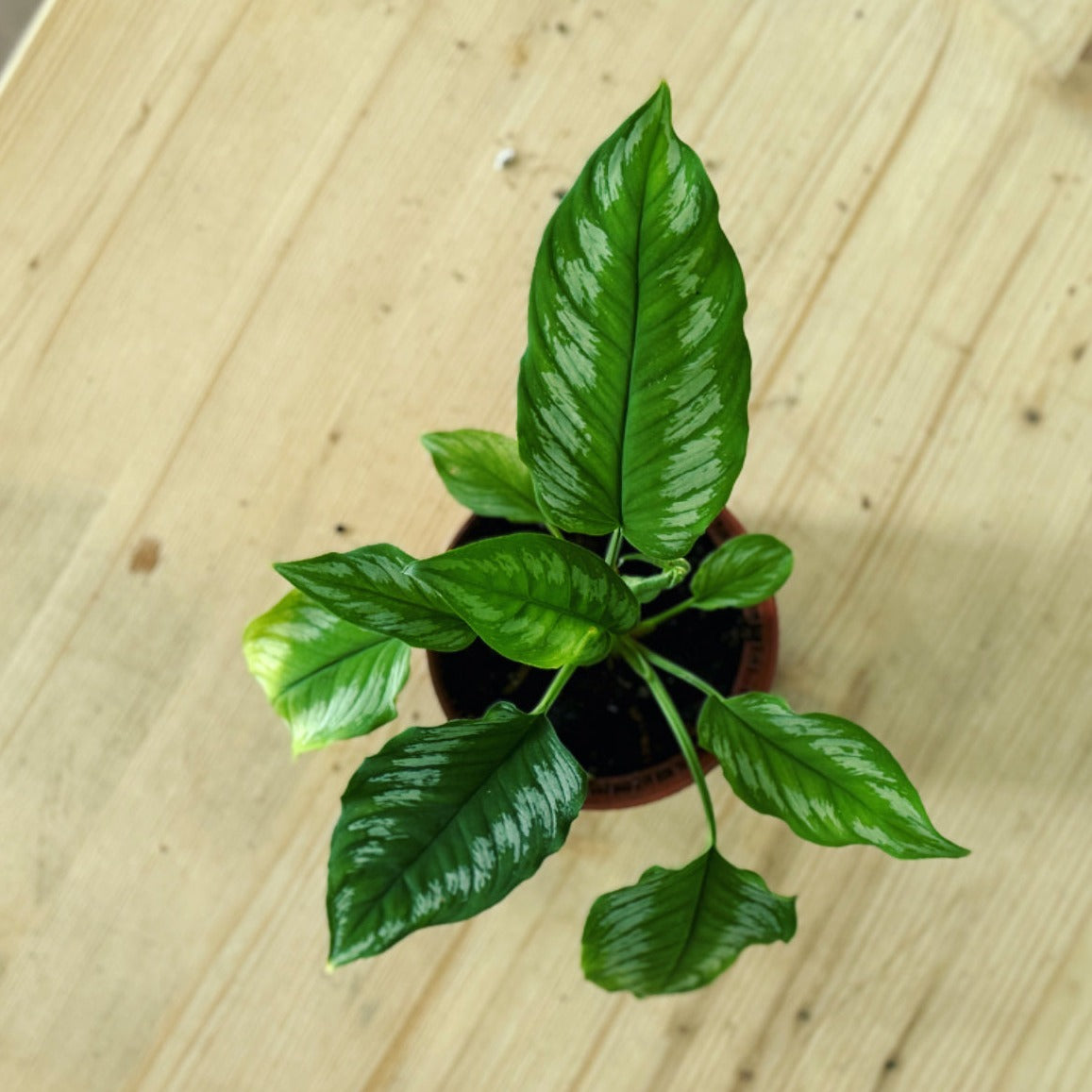 Homalomena sp. Riau (Sumatra) aka ‘Jungle Velvet‘