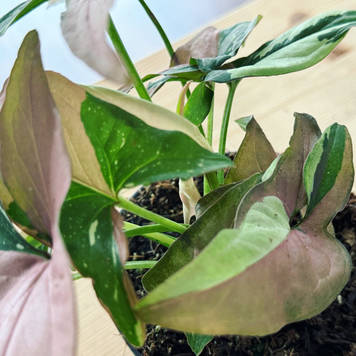 Syngonium podophyllum 'Red Spot Tricolor' | Purpurtute