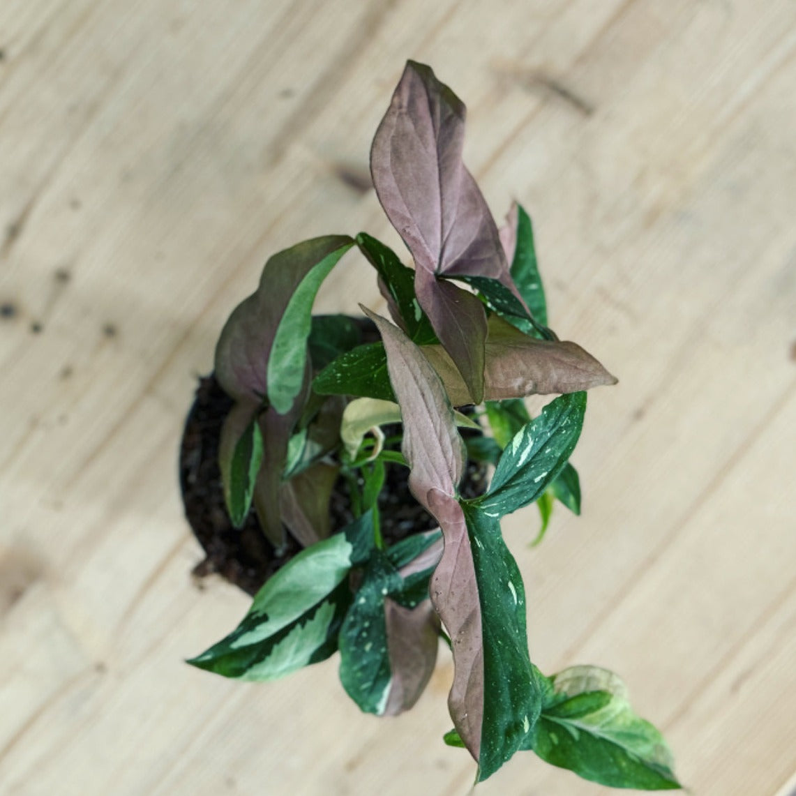 Syngonium podophyllum 'Red Spot Tricolor' | Purpurtute