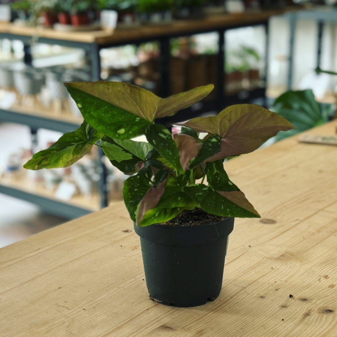 Syngonium podophyllum 'Red Spot Tricolor' | Purpurtute
