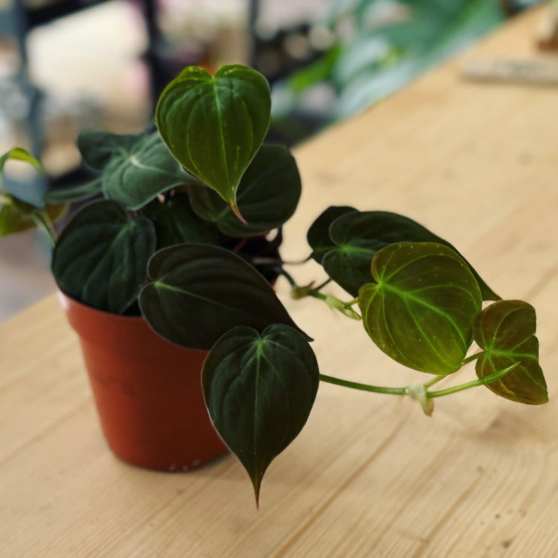 Philodendron micans | Philodendron scandens micans | Kletterphilodendron | Herzblatt-Philodendron