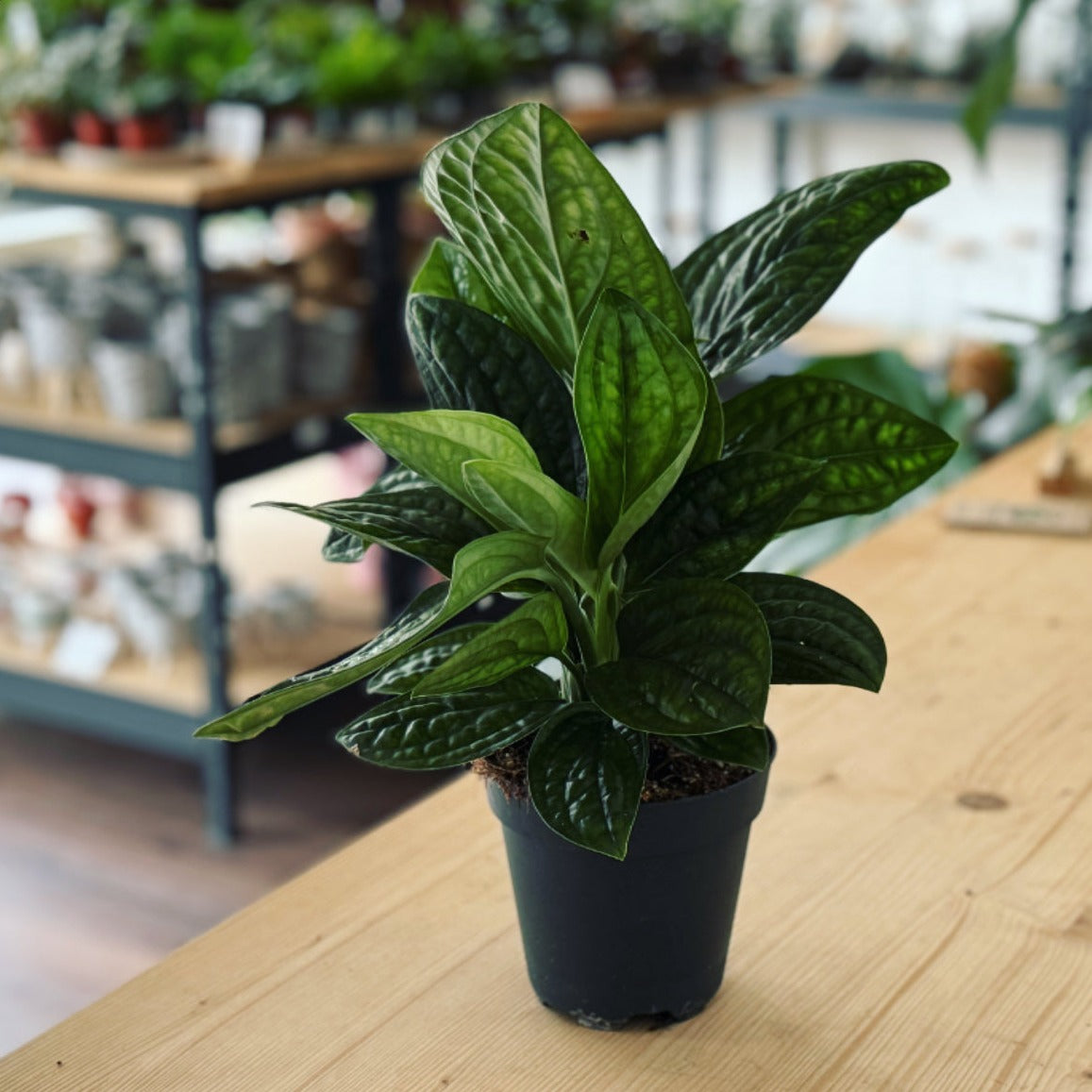 Monstera sp. ‚Peru‘ | Monstera Karstenianum