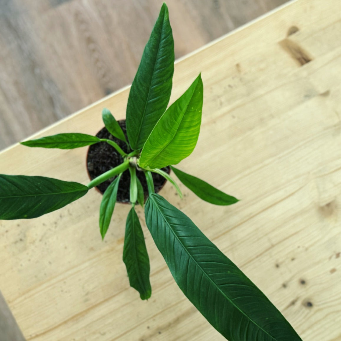 Philodendron campii | Baumfreund