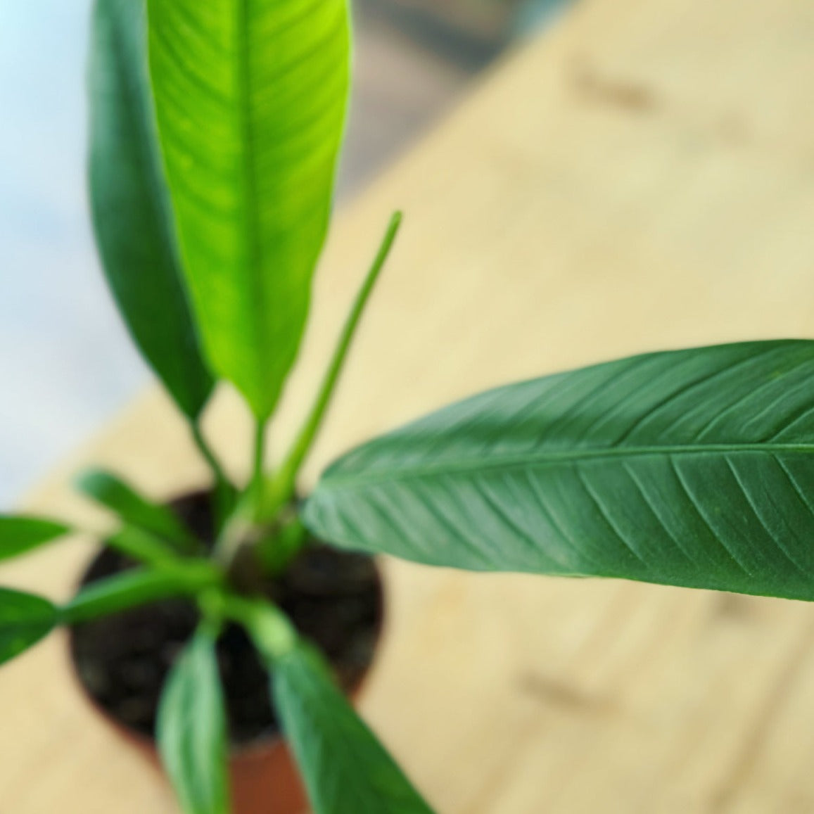 Philodendron campii | Baumfreund
