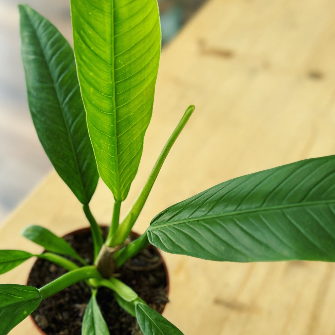 Philodendron campii | Baumfreund