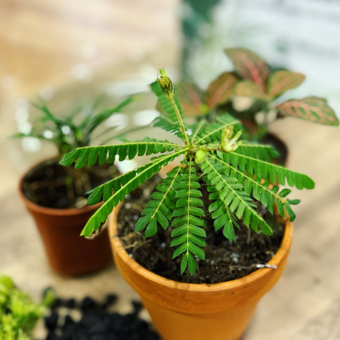 Flaschengarten DIY Set No12 Biophytum sensitivum x Ophiopogon x Fittonia 'Mini Red Star'