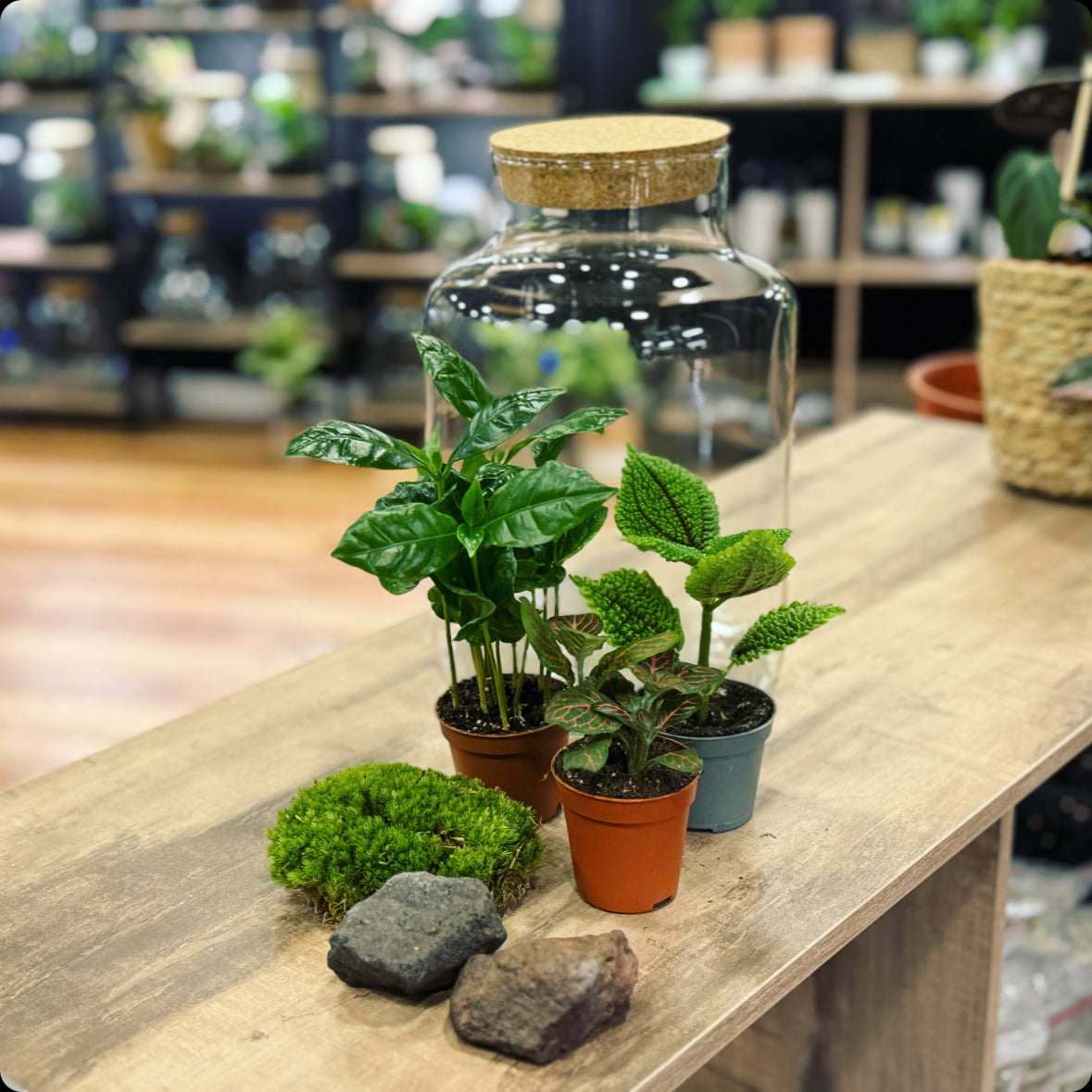 Flaschengarten DIY Set No14 Coffea arabica x Pilea 'Moon Valley' x Fittonia 'Joly Josan'