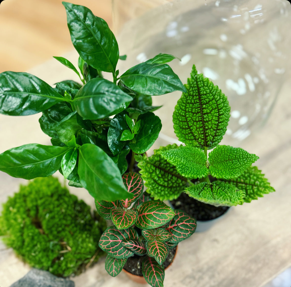 Flaschengarten DIY Set No14 Coffea arabica x Pilea 'Moon Valley' x Fittonia 'Joly Josan'