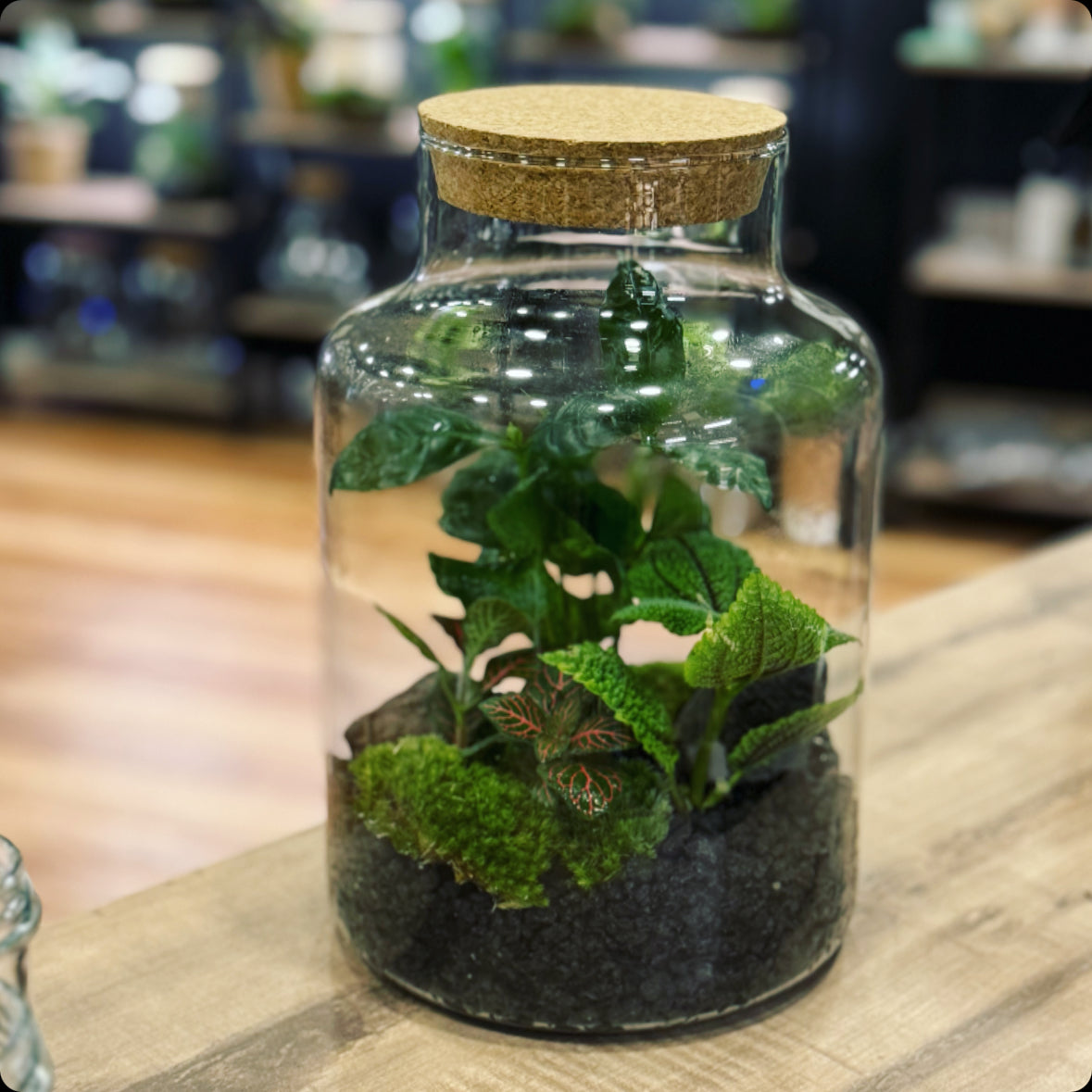 Flaschengarten DIY Set No14 Coffea arabica x Pilea 'Moon Valley' x Fittonia 'Joly Josan'