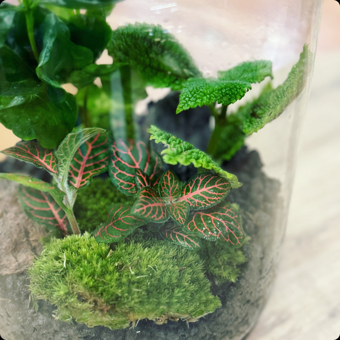 Flaschengarten DIY Set No14 Coffea arabica x Pilea 'Moon Valley' x Fittonia 'Joly Josan'