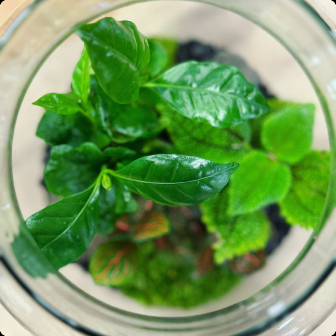 Flaschengarten DIY Set No14 Coffea arabica x Pilea 'Moon Valley' x Fittonia 'Joly Josan'