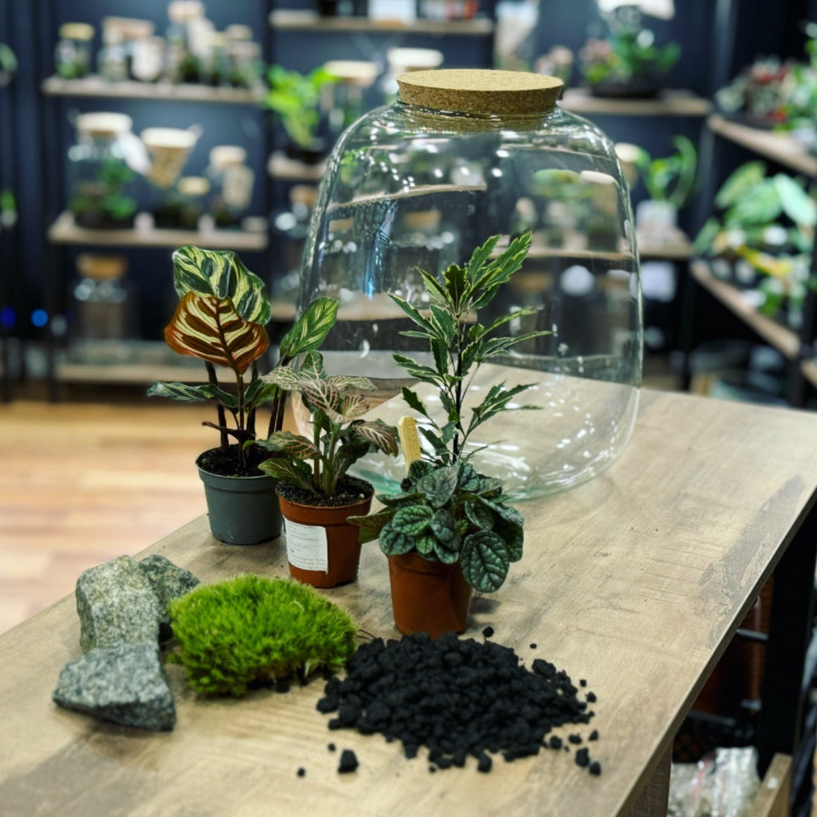 Flaschengarten DIY Set No15 Calathea makoyana x Plerandra 'Bianca' x P ...