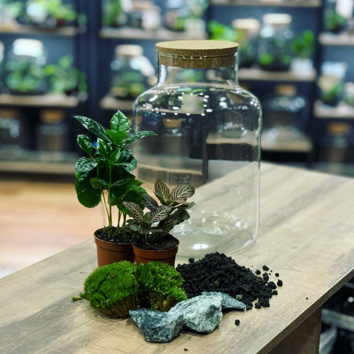 Flaschengarten DIY Set No16 Coffea arabica x Fittonia