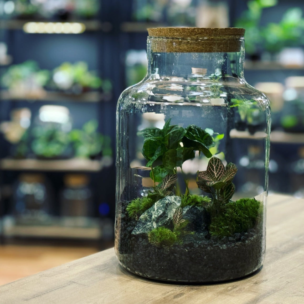 Flaschengarten DIY Set No16 Coffea arabica x Fittonia