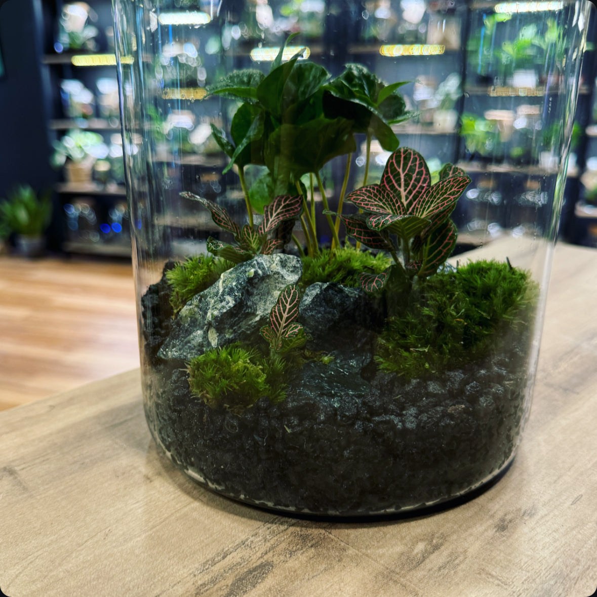 Flaschengarten DIY Set No16 Coffea arabica x Fittonia