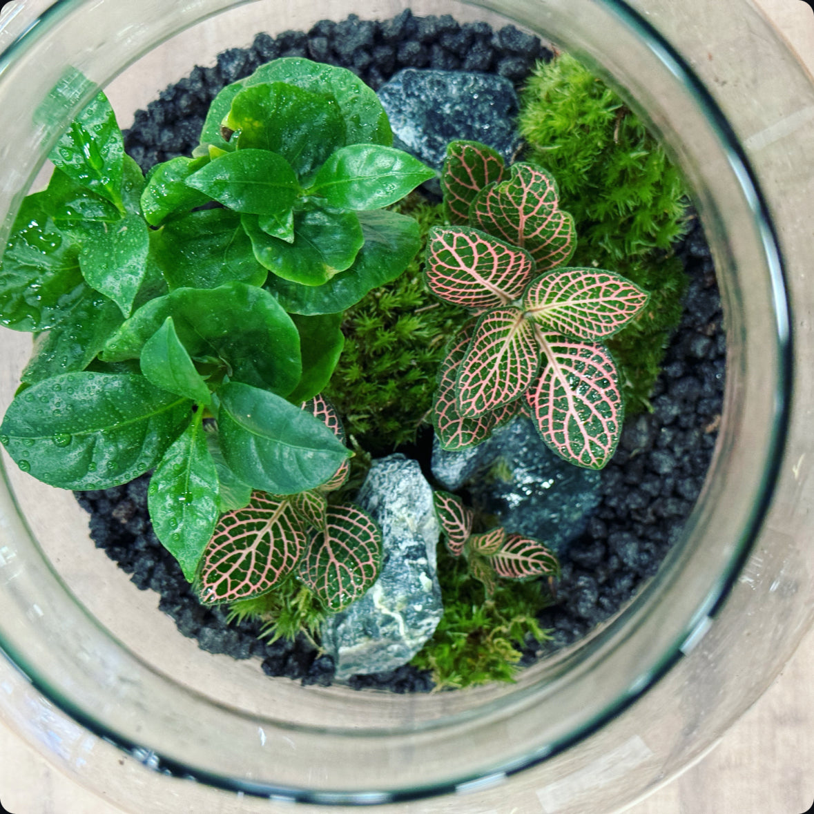 Flaschengarten DIY Set No16 Coffea arabica x Fittonia